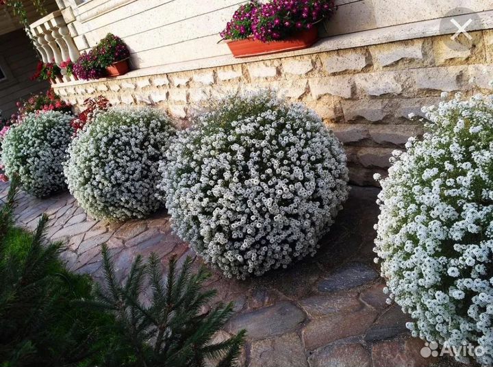 Алиссум вегетативный, вербена гибридная