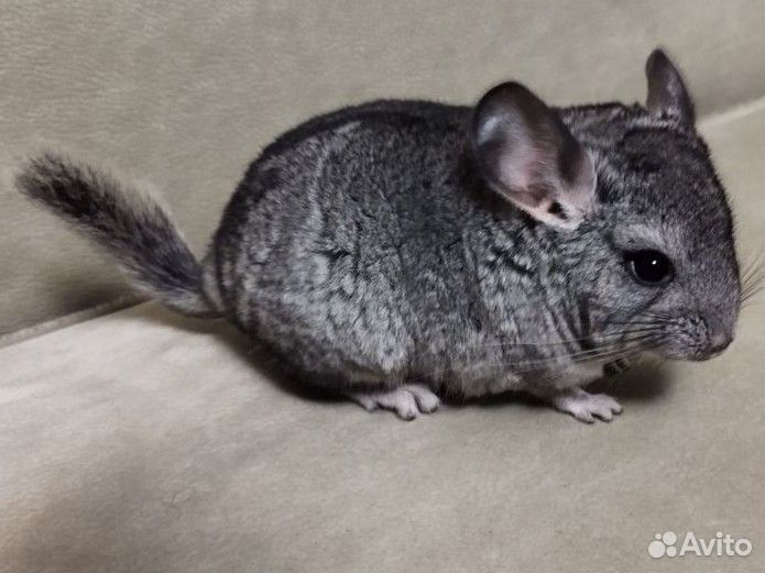 2 мальчика шиншиллки
