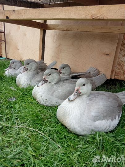 Инкубационное яйцо индоутки