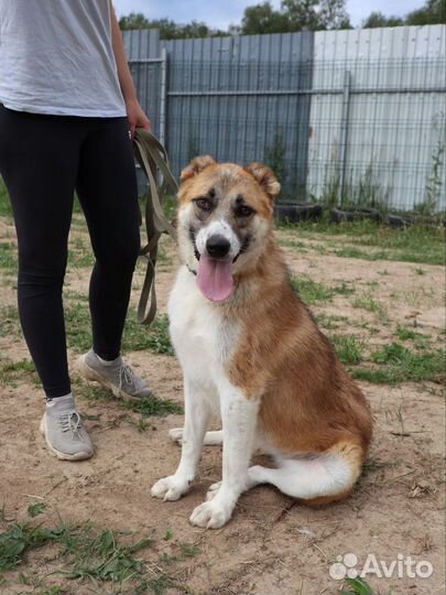 Осталась одна Василиса (метис алабая)