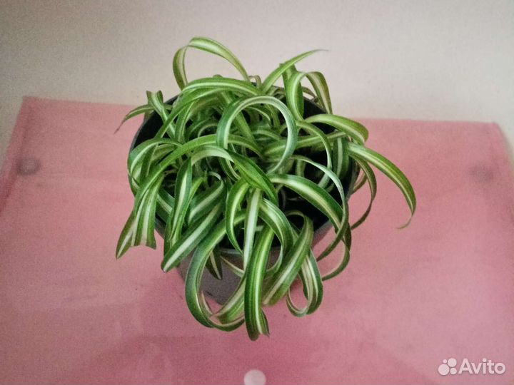 Хлорофитум Бонни