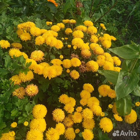 Хризантема