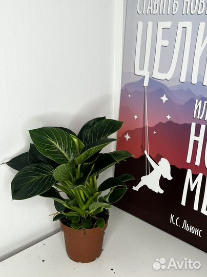 Филодендрон Биркин