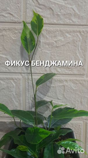 Фикус бенджамина. Гибискус