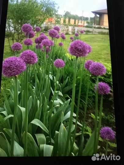 Декоративный лук