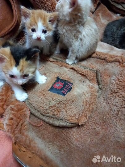 Котята в добрые руки
