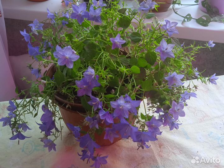 Кампанула (жених)