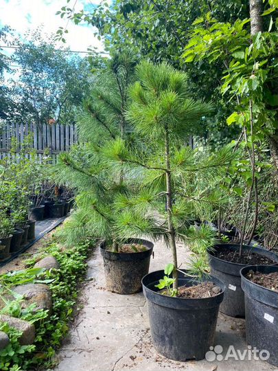 Саженцы кедра