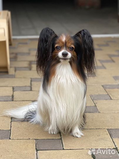 Папийон, вязка