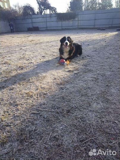 Передержка собак