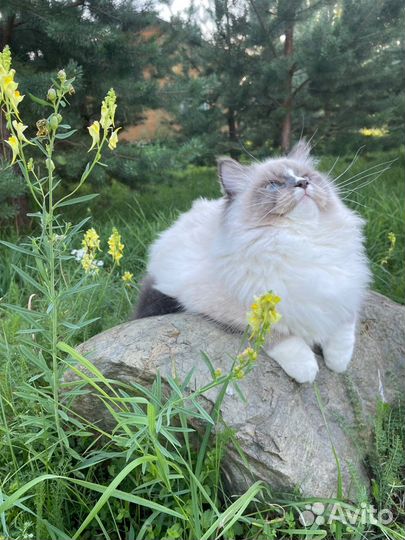 Невский маскарадный кот с документами