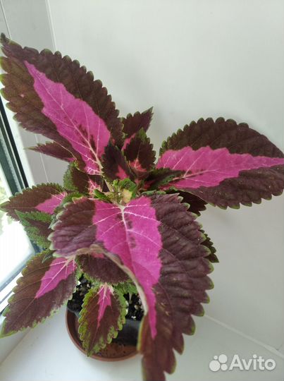 Фуксия,Фикус,Герань,Колеус,Папоротник,Бегония,Алоэ