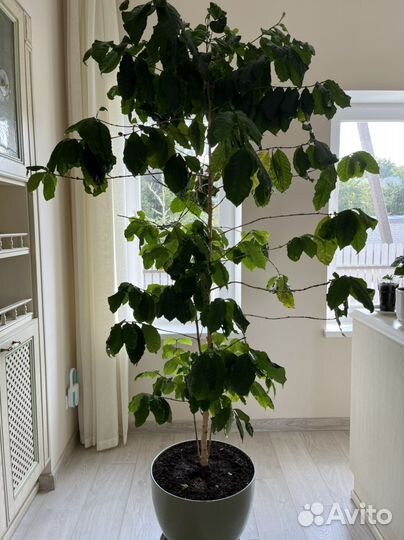 Комнатный цветок кофе арабика