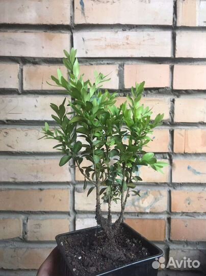 Саженцы самшита