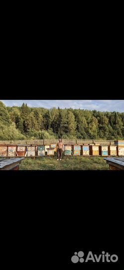 Пчелы улья пасеку