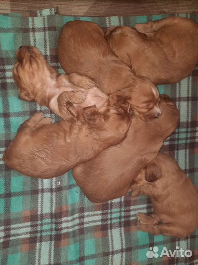 Кокер спаниель
