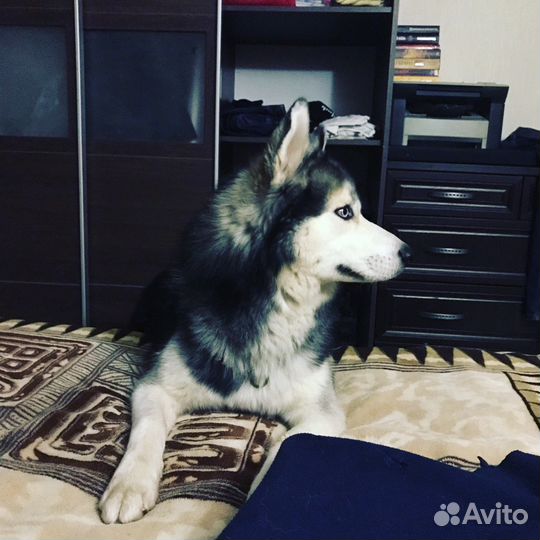 Хаски для вязки