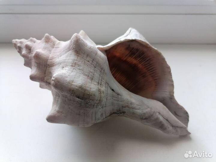 Ракушка для аквариума