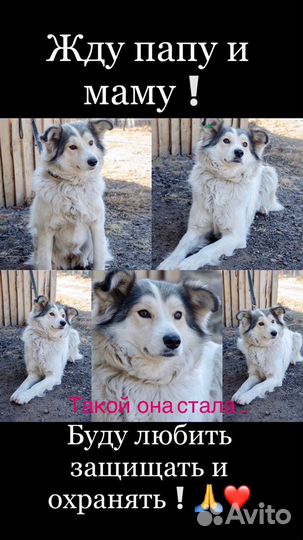 Собака в добрые руки