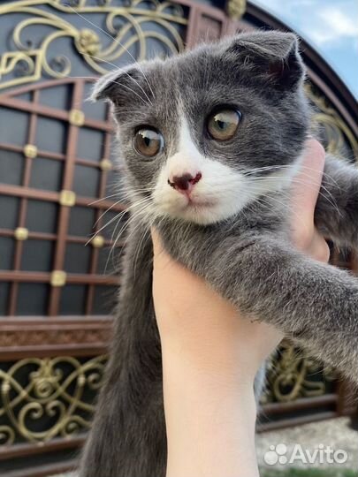 Вислоухие котята