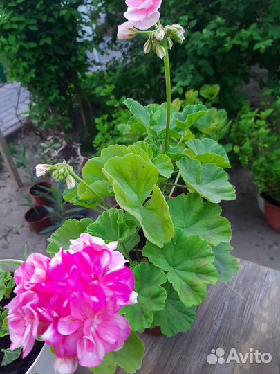 Цветы,растения