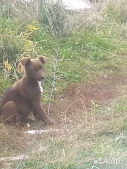Щенки немецкой овчарки бесплатно