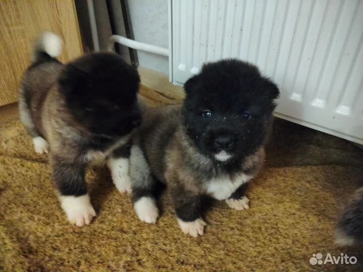 Щеночки Американской Акиты