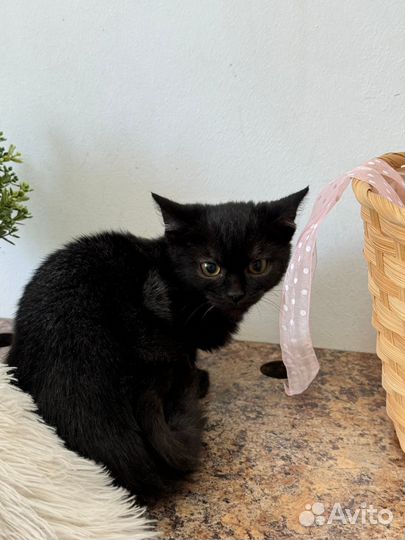 Черный котенок мальчик