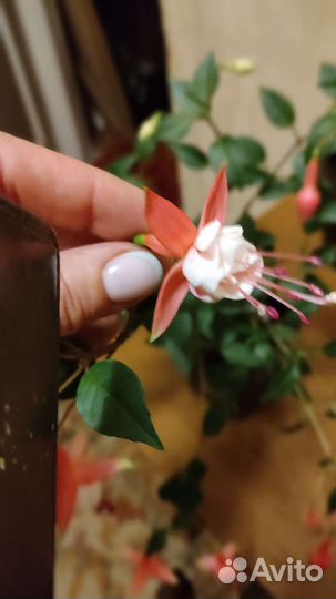 Фуксии сорт Уинстон Черчилль и Patio Princiss