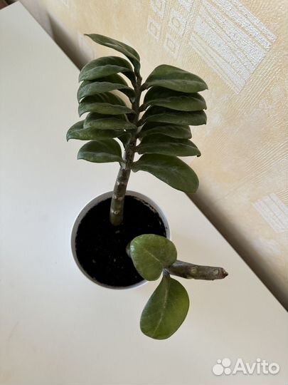 Замиокулькас зензи