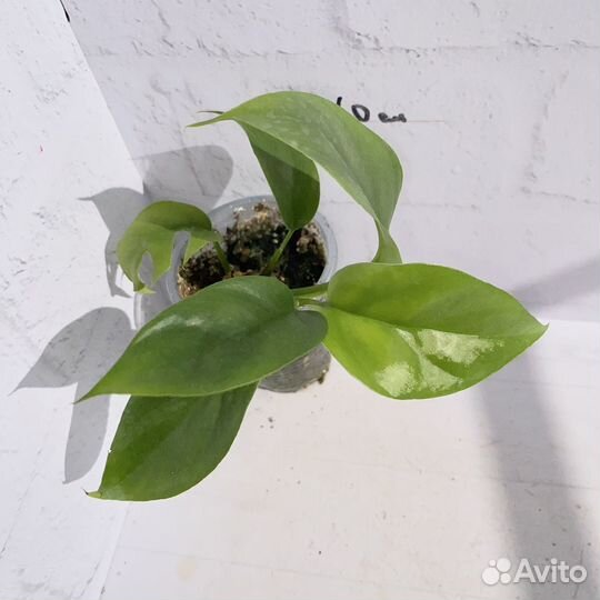 Рафидофора