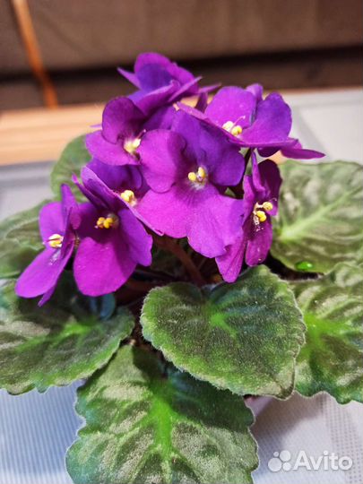 Фиалки цветущие в горшке