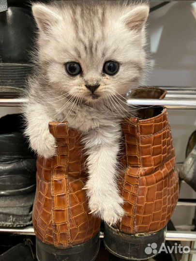 Шотланские котята