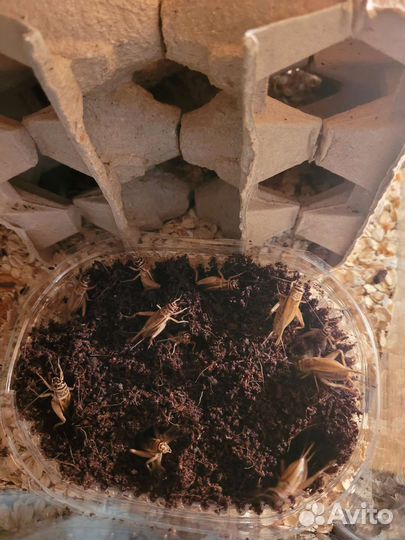 Сверчки домовые, Туркменские тараканы