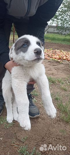 Собаки сторожевые