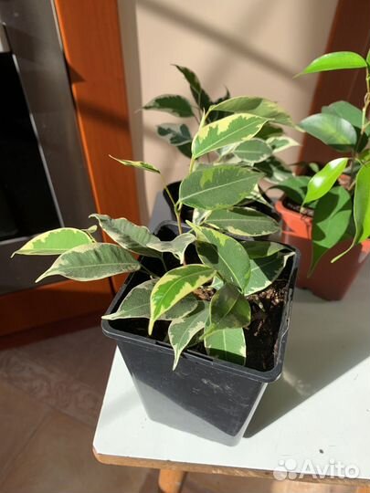 Фикусы бенджамина