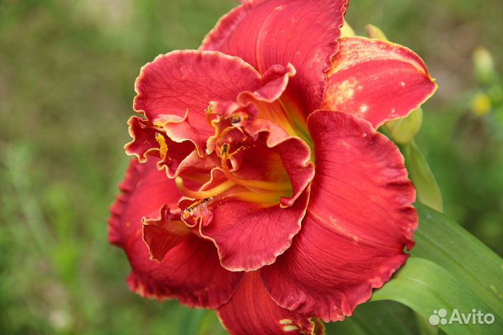 Растения для дачи и сада семена, кусты, луковицы