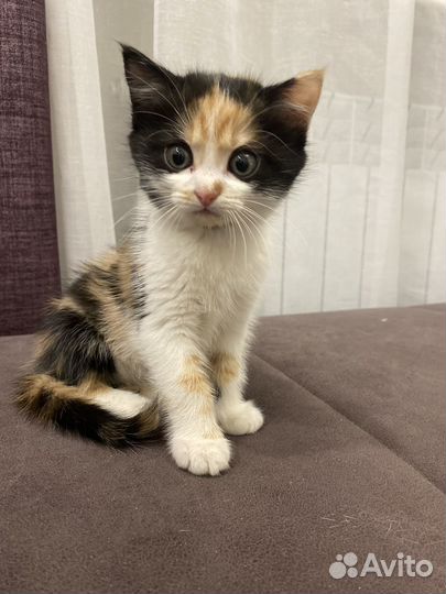Кошечка в добрые руки