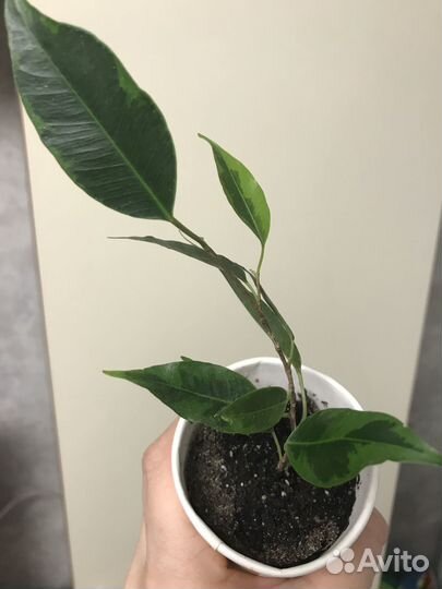 Фикус, колеус, фуксия, традесканция, фиалка