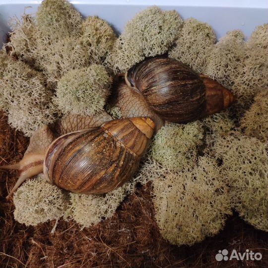 Улитки Ахатина Иммакулята