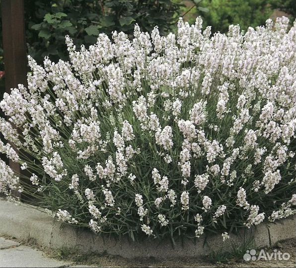 Лавандин синий белый