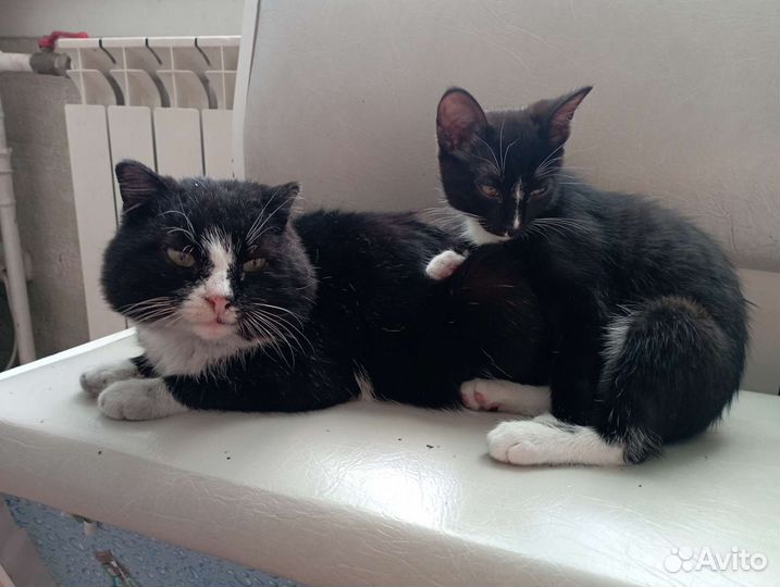 Котята в дар бесплатно