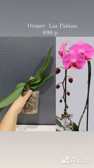 Орхидеи отцветы