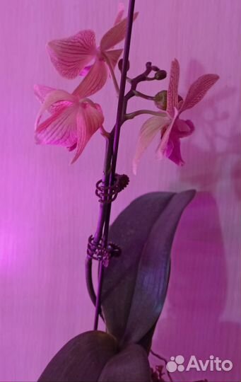 Орхидея фаленопсис