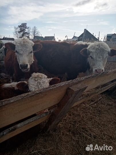 Продажа крс