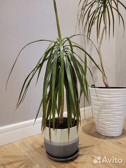 Пальма драцена