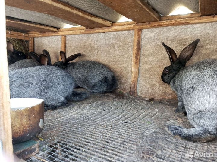 Кролики советское серебро