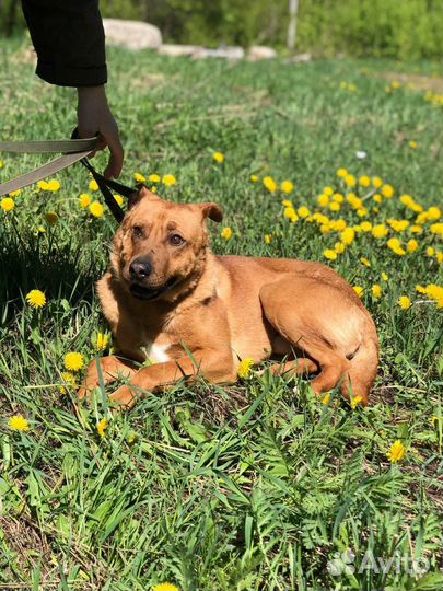 Собака Тибет в семью из приюта