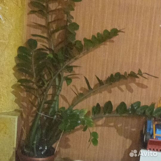 Замиокулькас