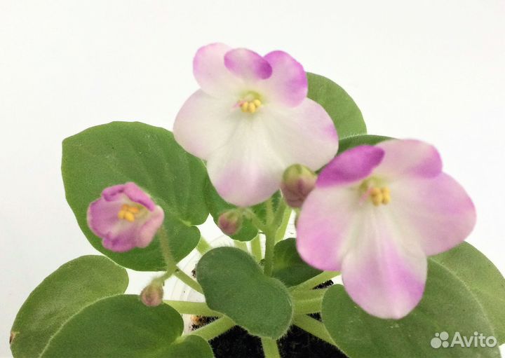 Сортовая фиалка Н- Жаворонок мини